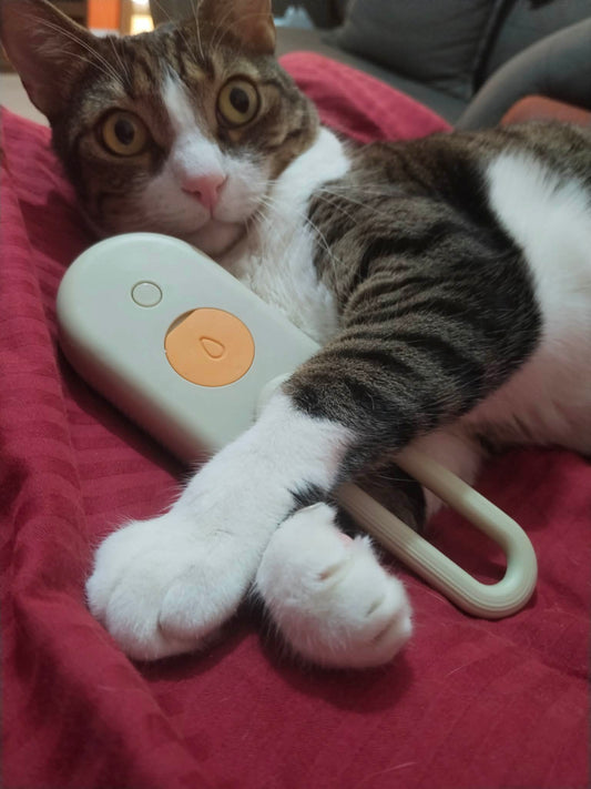 Brosse à vapeur pour chats